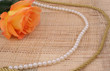 Rose on Textured Background With Pearls 