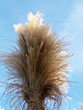 bouquet et ciel bleu bouquet et ciel bleu