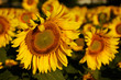 Tuscan Sunflowers