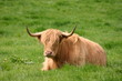 Vache highland