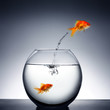 goldfish jumping out of the water goldfish jumping out of the water