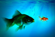 The bigger fish tries to eat the small one.