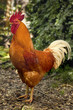 Coq