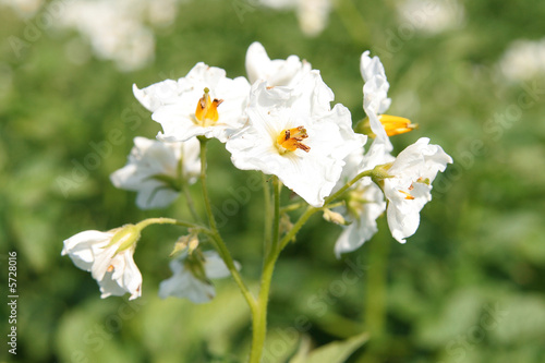 Kartoffelblüte