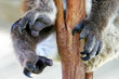 Koala Bear