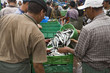 Maroc,Agadir, port : chargement des poissons