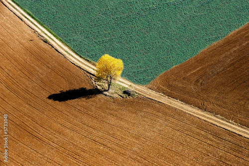 arbre