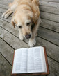 dog  (golden retriever) lying, reading a book .