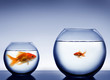 Studio shot of a fish in bowl Studio shot of a fish in bowl