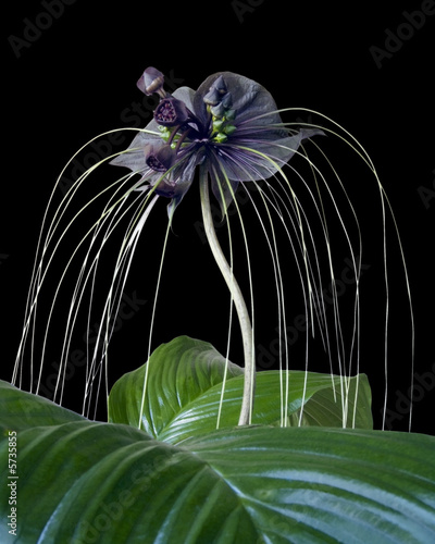 Photo: Plante chauve-souris - Fleur du diable fond noir Plante chauve-souris - Fleur du diable fond noir