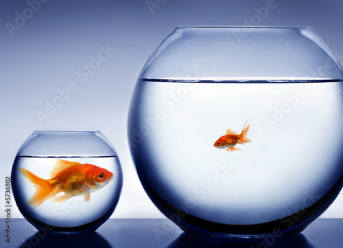 Studio shot of a fish in bowl