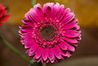 Pink Gerbera Daisy with dark center 