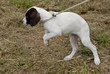chiot abandonné