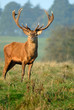 Red Deer