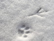 Print in the snow