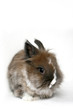 a cute dwarf rabbit a cute dwarf rabbit