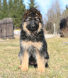 sweet shepherd puppy sitting in the garden
