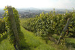 vignoble de marlenheim en alsace vignoble de marlenheim en alsace