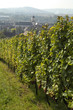 vignoble de marlenheim en alsace vignoble de marlenheim en alsace