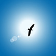 eagle in Flight - vector 