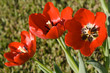 Three wide open red tulips.