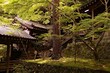 Chemin a travers un jardin japonais, Kyoto