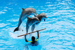 The instructor with his three jumping dolphins.