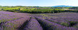 panoramique - Champ de lavande en Provence