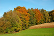 Waldrand Waldrand