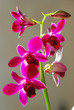 Dendrobium Phalaenopsis Dendrobium Phalaenopsis