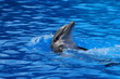 flipper