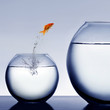Photo en ligne au meilleur prix goldfish jumping out of the water
