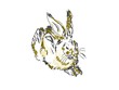 Hase nach Dürer