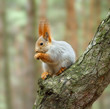 Squirrel ( Sciurus )