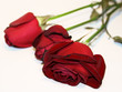 Faded Roses
