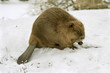 European beaver ( Castor fiber ) European beaver ( Castor fiber )