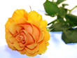Yellow Rose