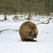 European beaver ( Castor fiber ) European beaver ( Castor fiber )