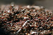 Ant hill covered the sun..
