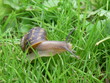 escargot en marche