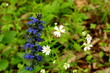 The first spring flowers in the forest.