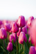 beautifull tulips
