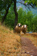 rams and sheep walk