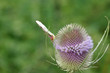 Chardon et Papillon