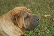 Shar-pei