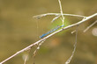 libellule bleue