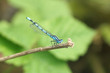 libellule bleue