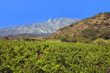 roussillon : chateau cathare de queribus