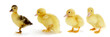 Three yellow ducklings following a brown one