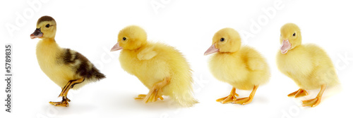 Three yellow ducklings following a brown one